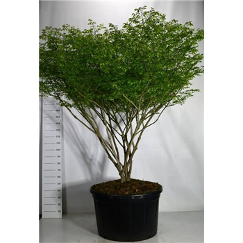 Euonymus alatus 'Compactus' F00006250