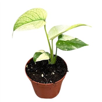 Monstera Mint 1 pp 10cm 8cm Q3880