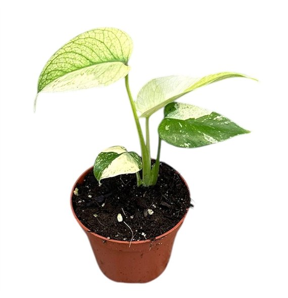 Monstera Mint 1 pp 10cm 8cm Q3880