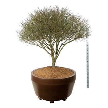 Euonymus alatus 'Compactus' F00006993