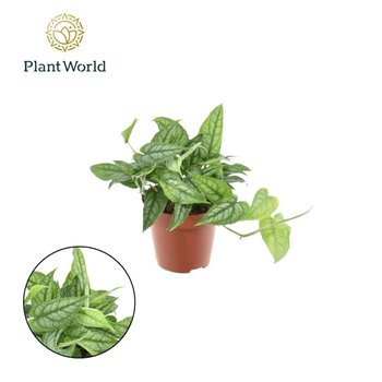 Monstera siltepecana Siltepecana 3 pp 20cm 12cm Q3888