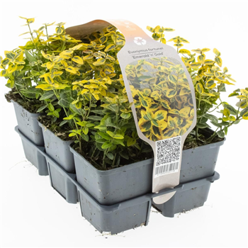 Euonymus fortunei 'Emerald 'n' Gold' F00006783