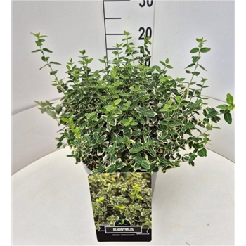 Euonymus fortunei 'Emerald Gaiety' F00008216