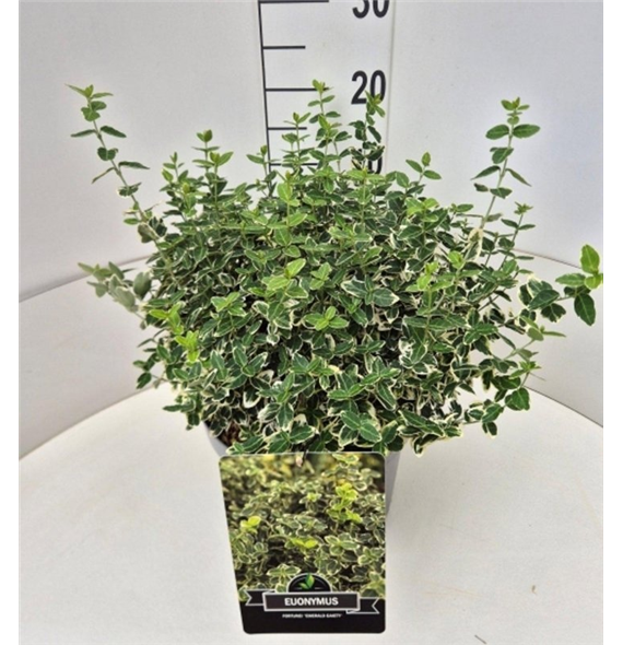 Euonymus fortunei 'Emerald Gaiety' F00008216