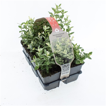 Euonymus fortunei 'Harlequin' F00006792
