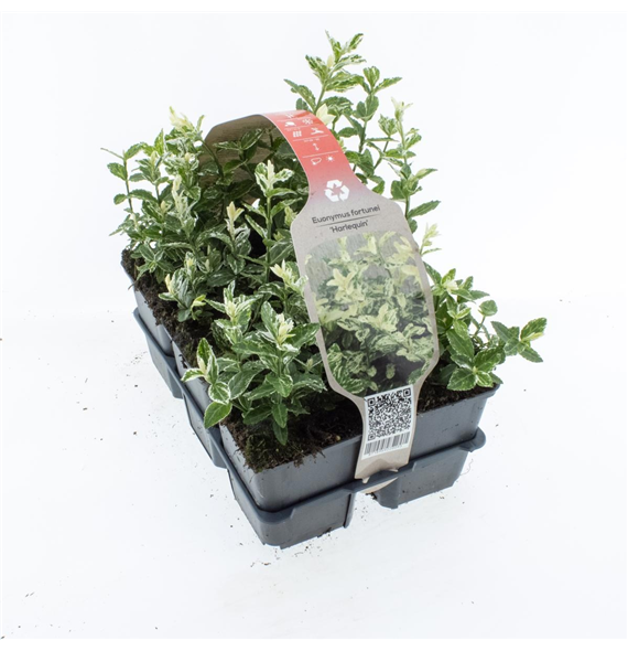 Euonymus fortunei 'Harlequin' F00006792