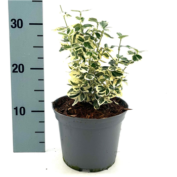 Euonymus fortunei 'Silver Queen' F00008297