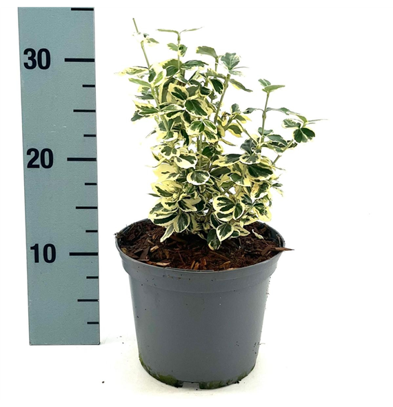 Euonymus fortunei 'Silver Queen' F00008297