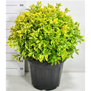 Euonymus japonicus 'Aureus' F00006680