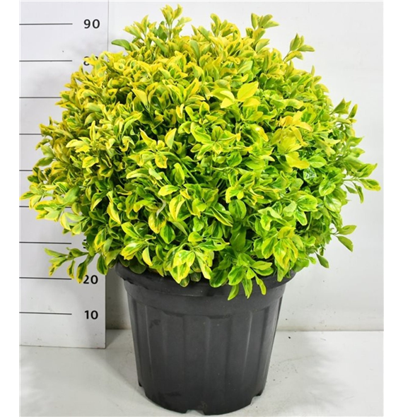 Euonymus japonicus 'Aureus' F00006680