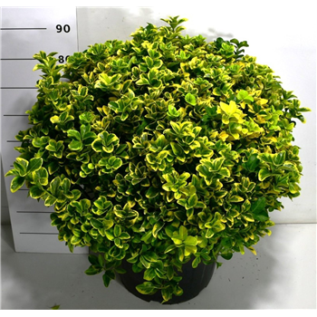 Euonymus japonicus 'Aureus' F00006425