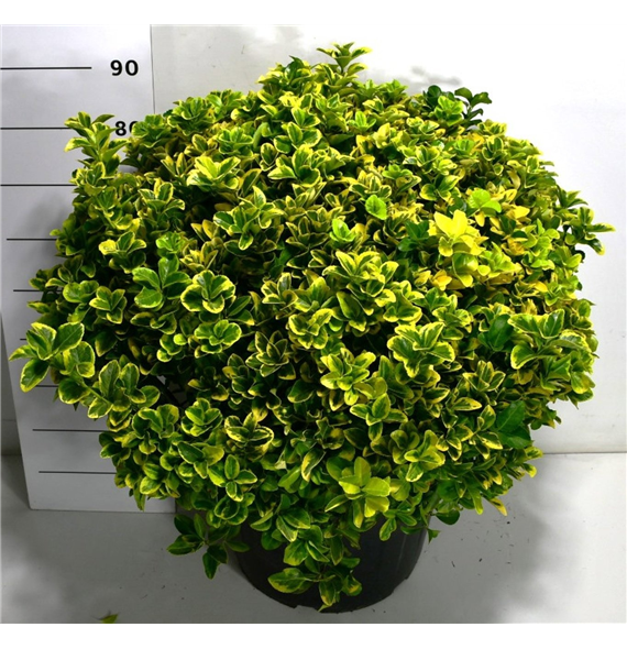 Euonymus japonicus 'Aureus' F00006425