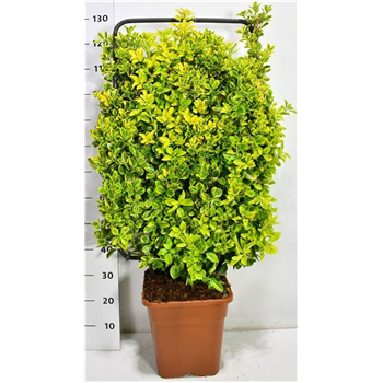 Euonymus japonicus 'Aureus' F00005962