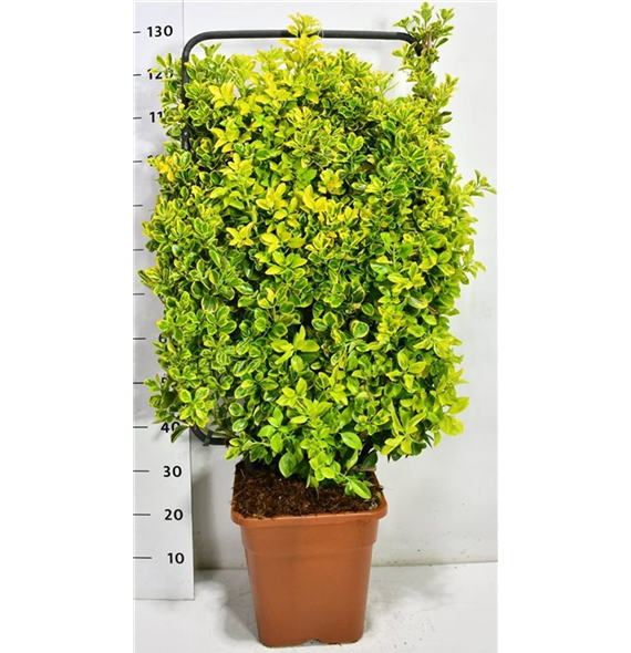 Euonymus japonicus 'Aureus' F00005962