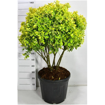 Euonymus japonicus 'Aureus' F00006678