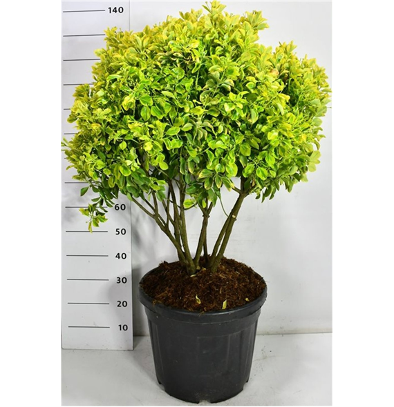 Euonymus japonicus 'Aureus' F00006678