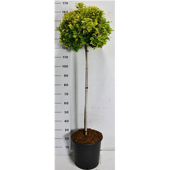 Euonymus japonicus 'Aureus' F00007551
