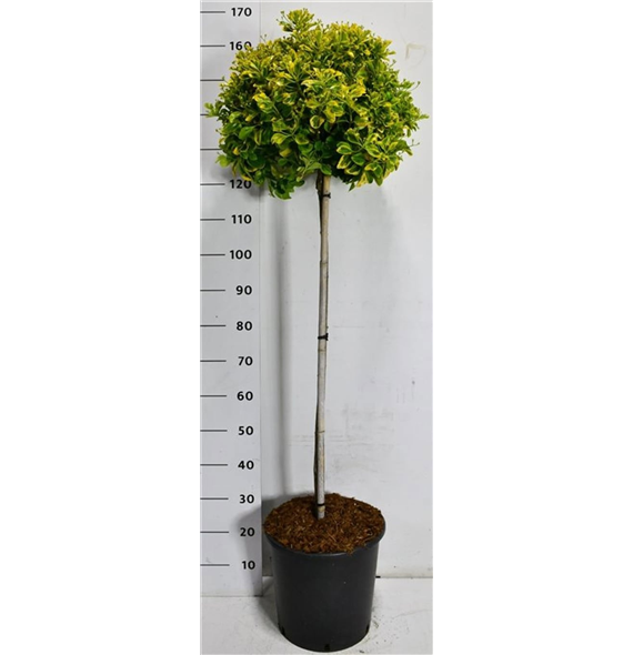 Euonymus japonicus 'Aureus' F00007551