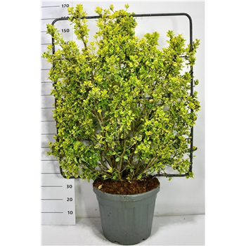 Euonymus japonicus 'Aureus' F00006094