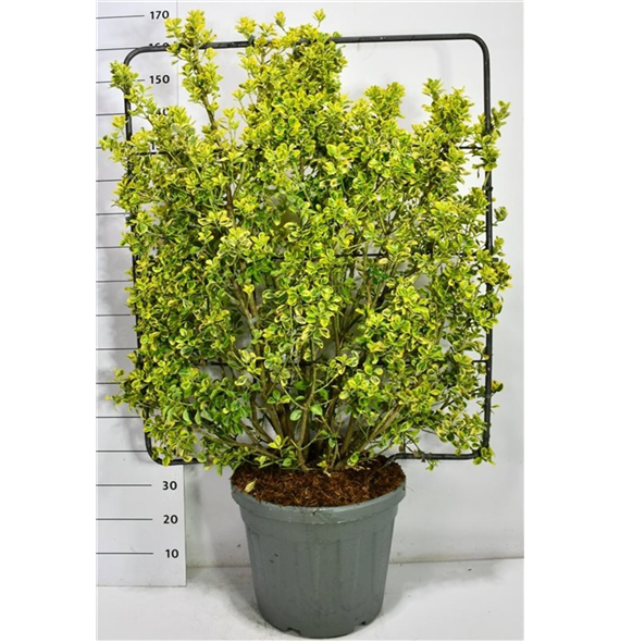 Euonymus japonicus 'Aureus' F00006094
