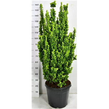 Euonymus japonicus 'Benkomasaki' F00006671