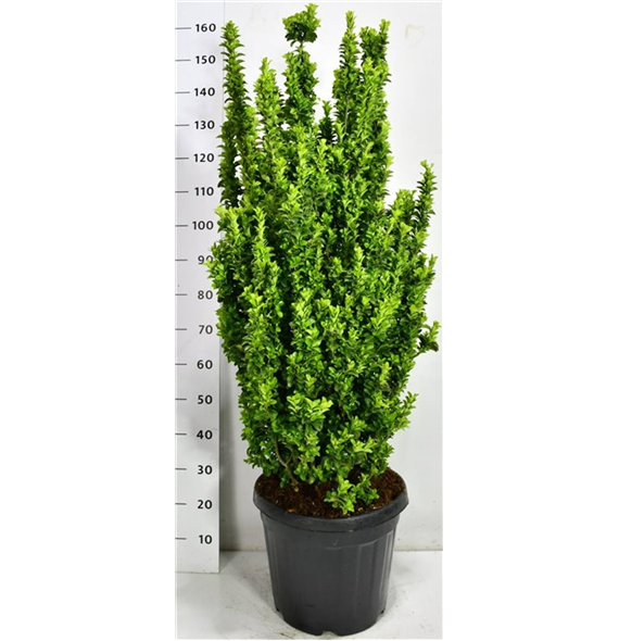 Euonymus japonicus 'Benkomasaki' F00006671