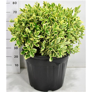Euonymus japonicus 'Bravo' F00006682