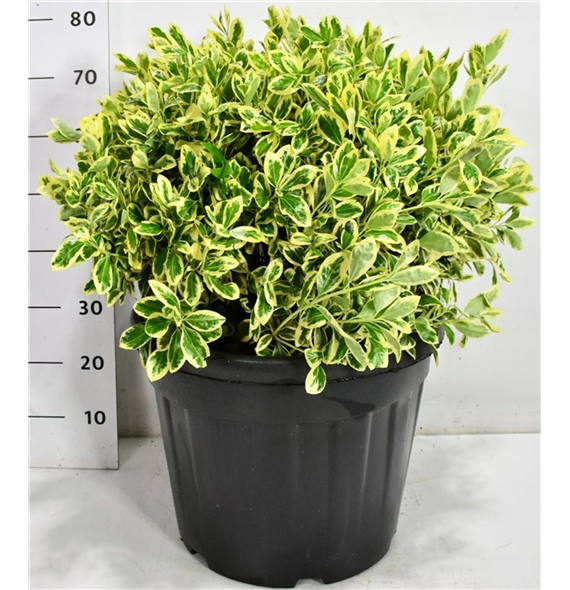 Euonymus japonicus 'Bravo' F00006682