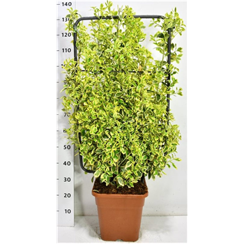 Euonymus japonicus 'Bravo' F00006021