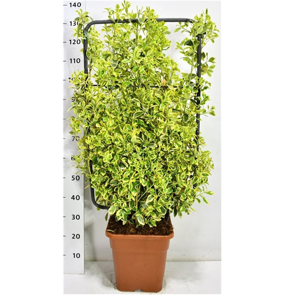 Euonymus japonicus 'Bravo' F00006021