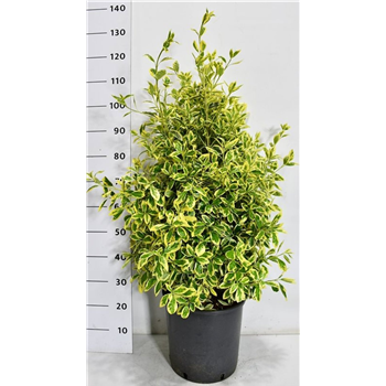Euonymus japonicus 'Bravo' F00007524