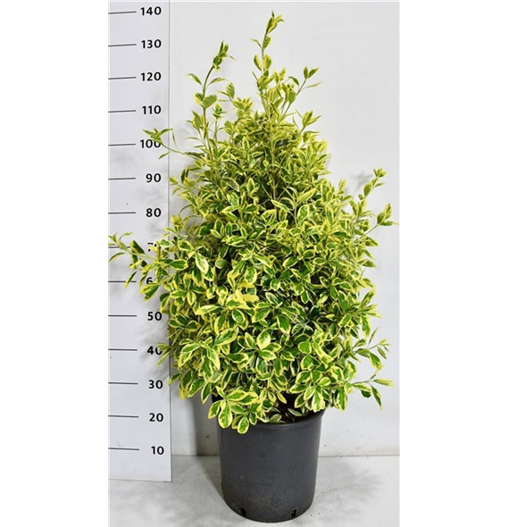 Euonymus japonicus 'Bravo' F00007524
