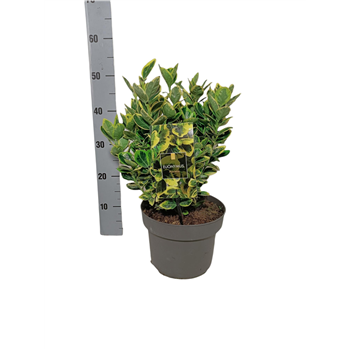 Euonymus japonicus 'Marieke' F00004234