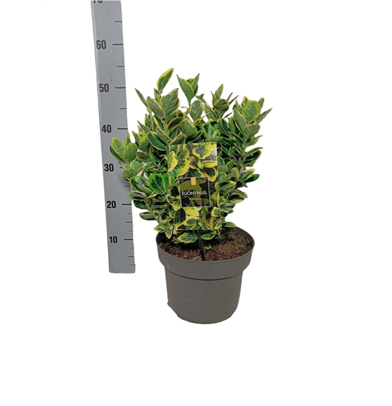 Euonymus japonicus 'Marieke' F00004234