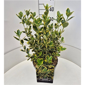 Euonymus japonicus 'Ovatus Aureus' F00008219