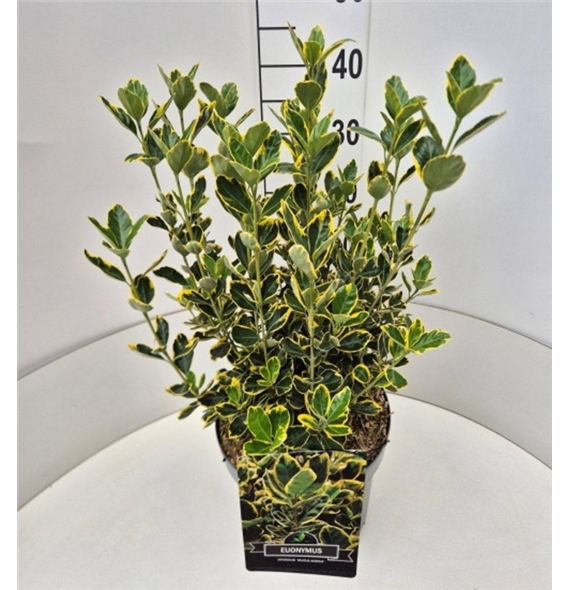 Euonymus japonicus 'Ovatus Aureus' F00008219