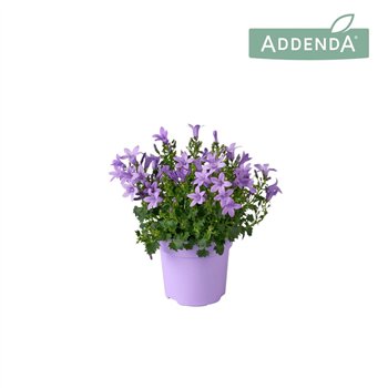 Campanula port  ambella lavender Ambella Lavender Ton sur P10 5 1 pp 750 fl 17cm 10.5cm Q2283