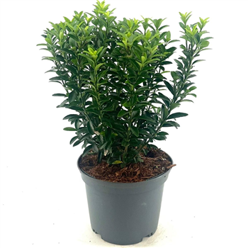 Euonymus japonicus 'Microphyllus' F00008280