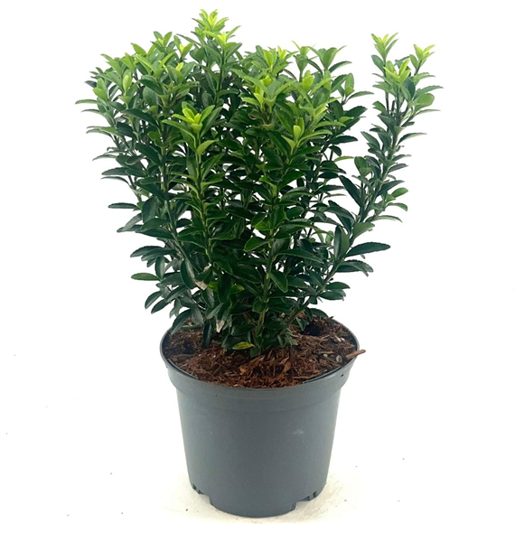 Euonymus japonicus 'Microphyllus' F00008280