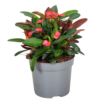 Euphorbia (Milii Grp) Maxi Olympia F00002589