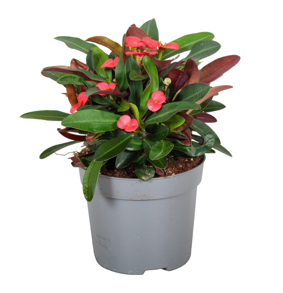 Euphorbia (Milii Grp) Maxi Olympia F00002589