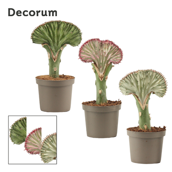 Euphorbia Lactea F00000635