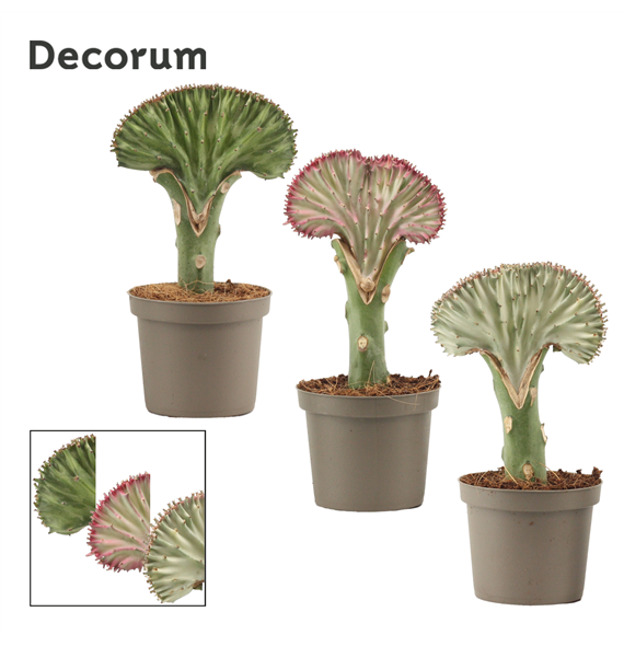 Euphorbia Lactea F00000635