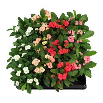 Euphorbia Milii mix F00002090