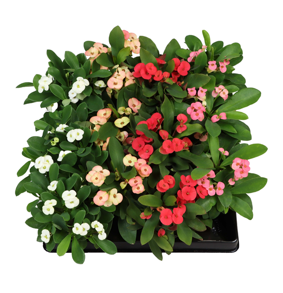 Euphorbia Milii mix F00002090