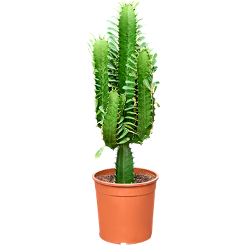 Euphorbia acrurensis 4EUACKK05