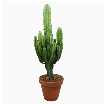 Euphorbia abyssinica F00001487