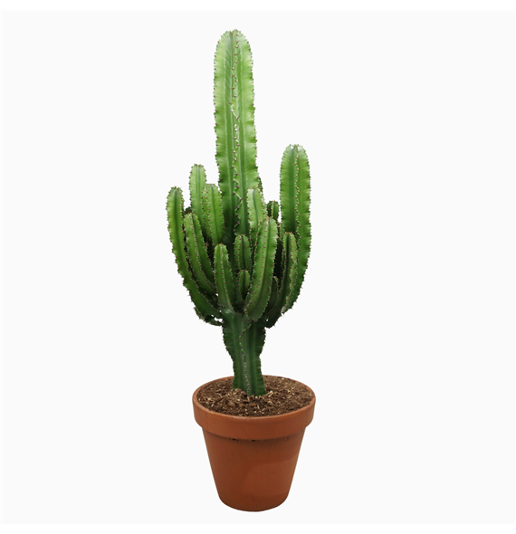 Euphorbia abyssinica F00001487
