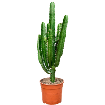 Euphorbia acrurensis 4EUACKK01