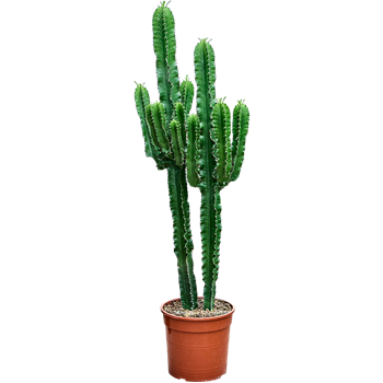 Euphorbia erytrea 4EUERKK42